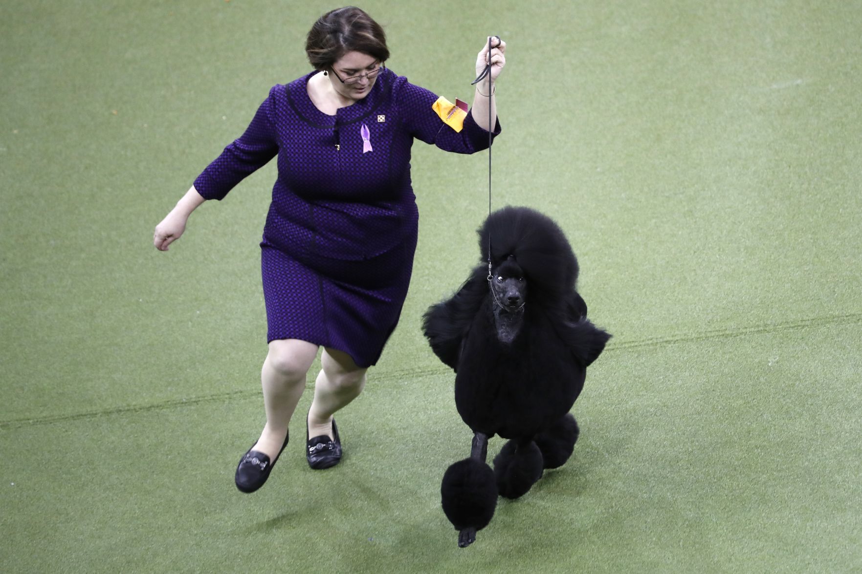 Westminster Dog Show